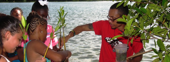 Plant red mangroves which help support many organisms. 